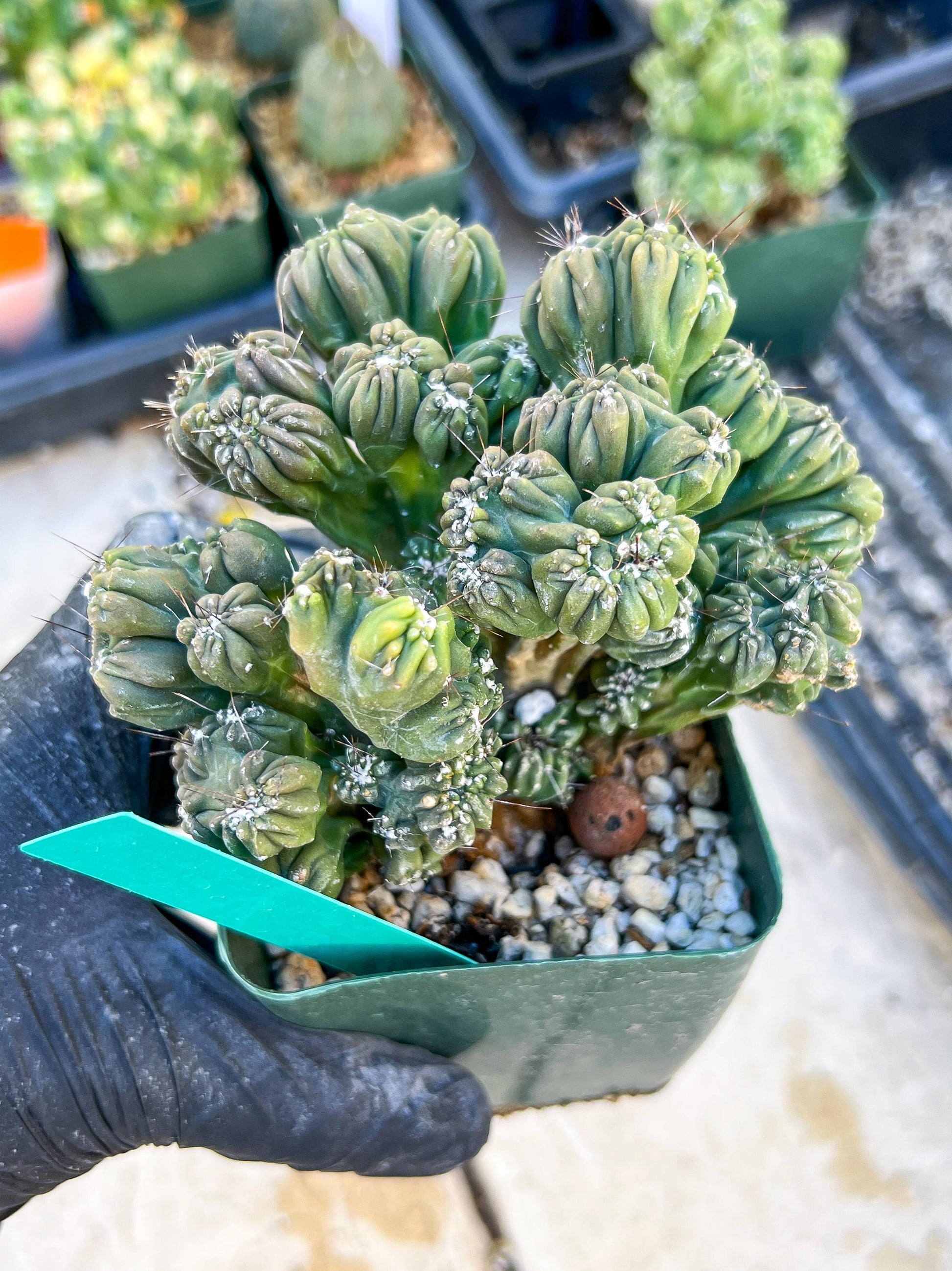 Mystery Cactus (Green)