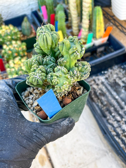 Mystery Cactus (Blue)