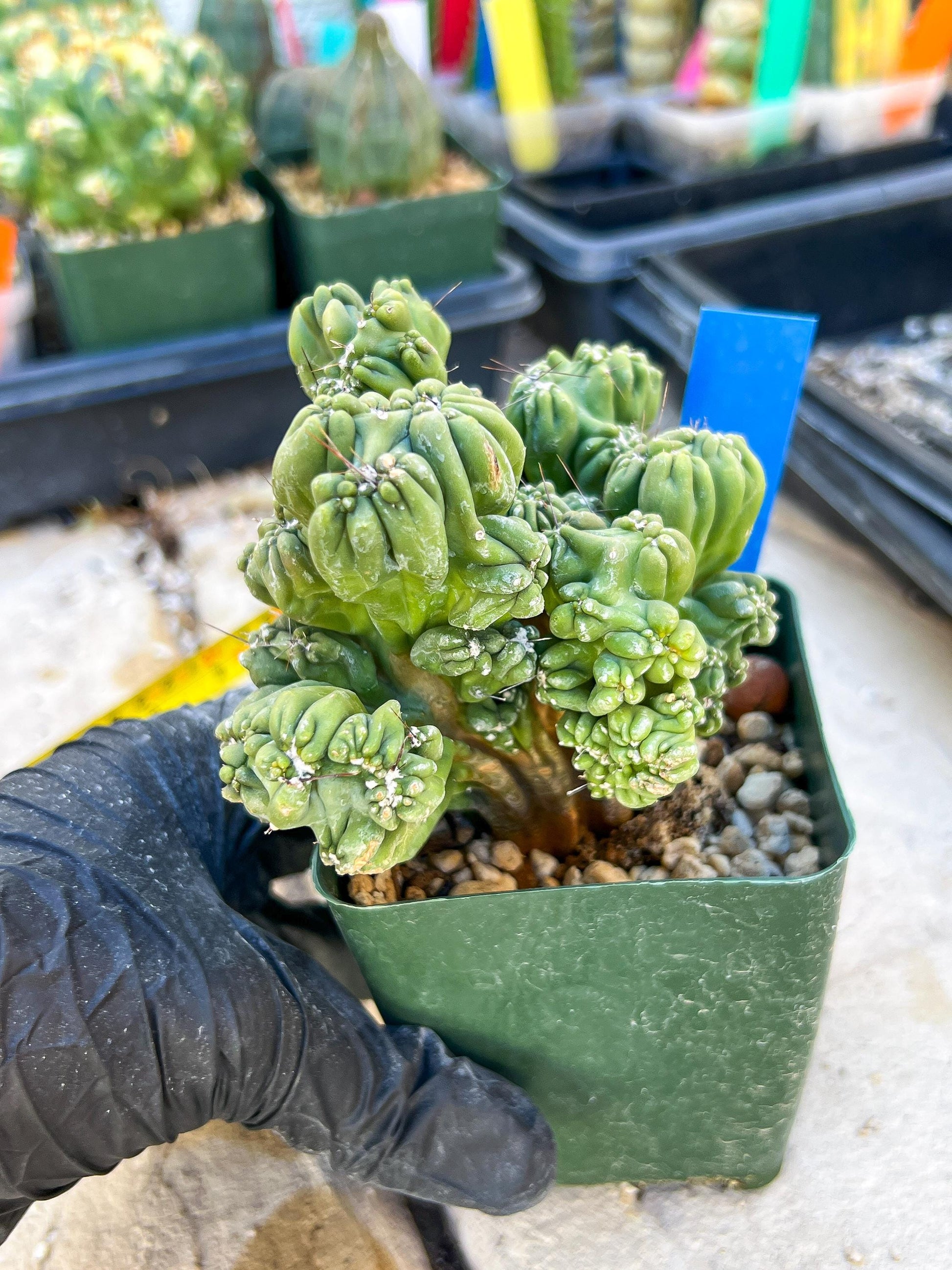 Mystery Cactus (Blue)