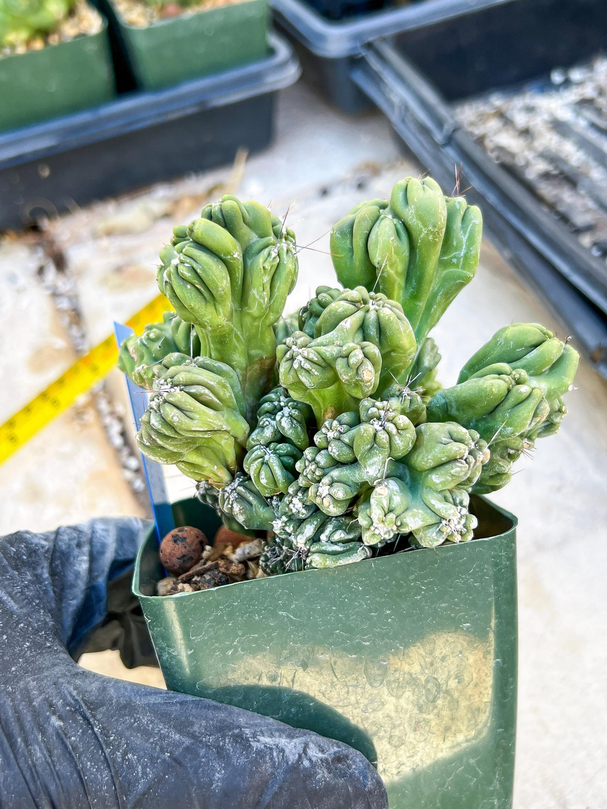 Mystery Cactus (Blue)