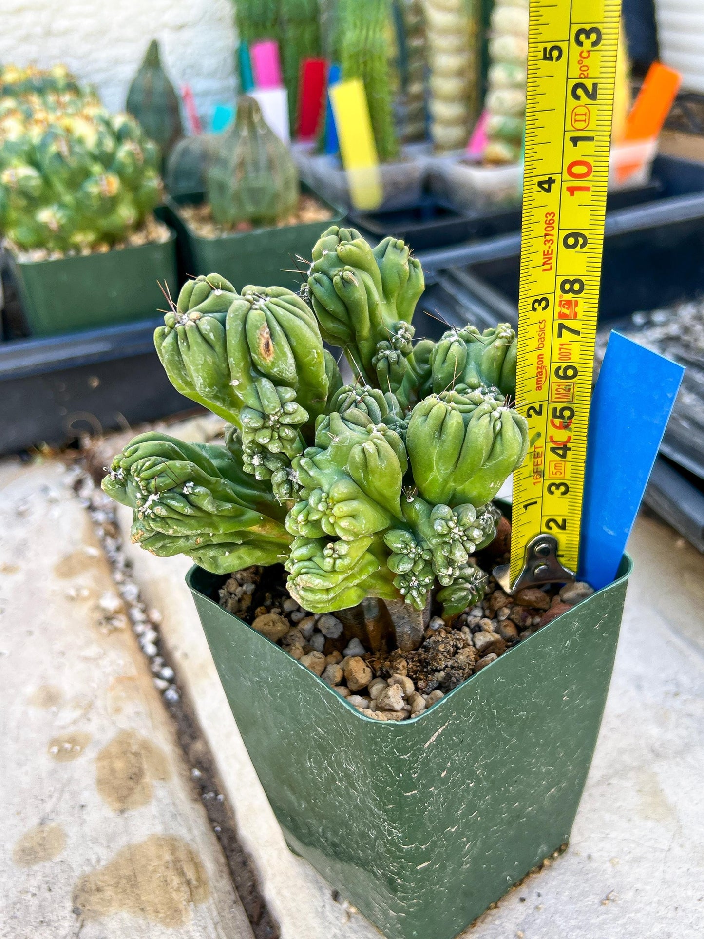 Mystery Cactus (Blue)