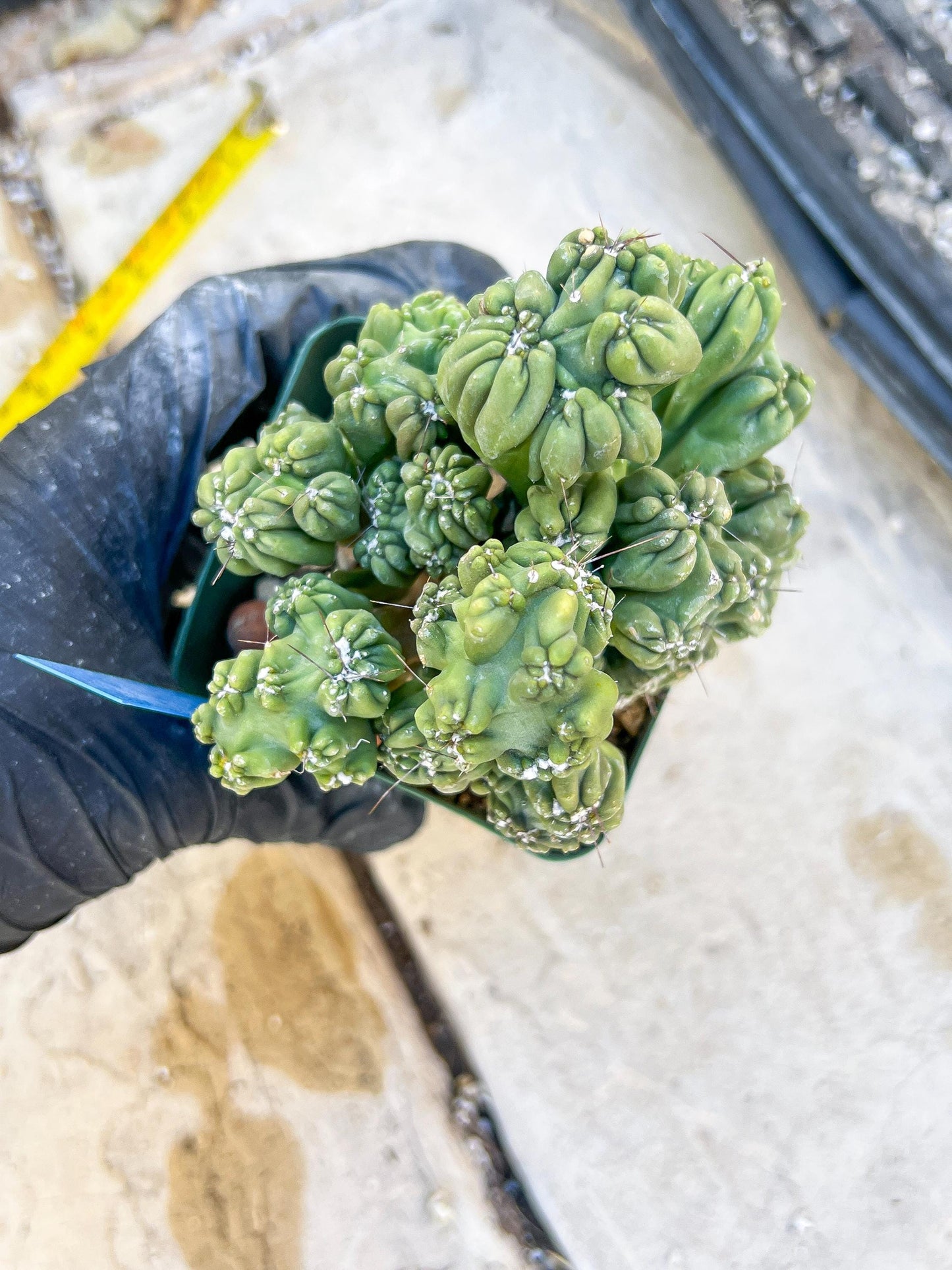 Mystery Cactus (Blue)