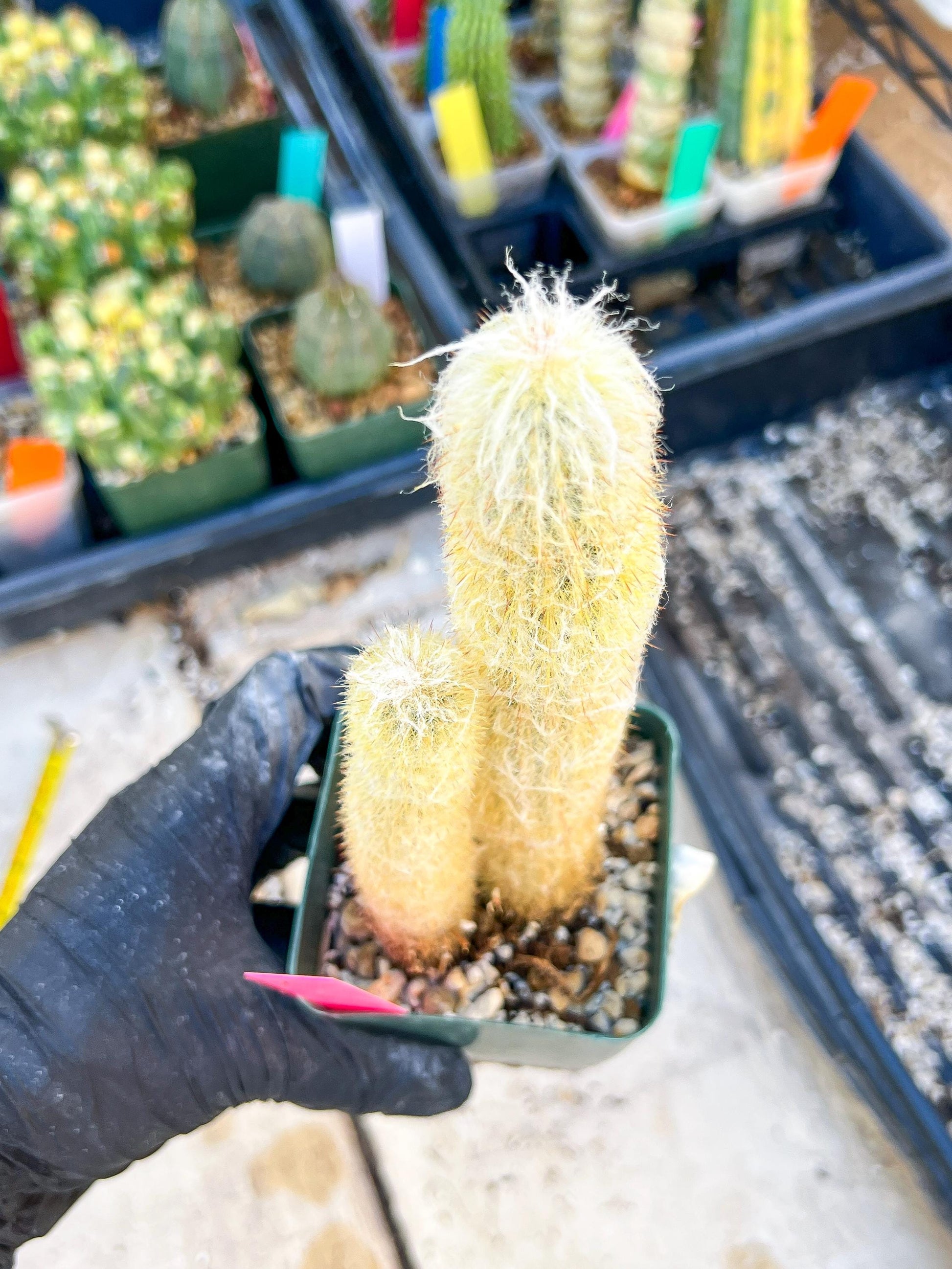 Mystery Cactus (Pink)