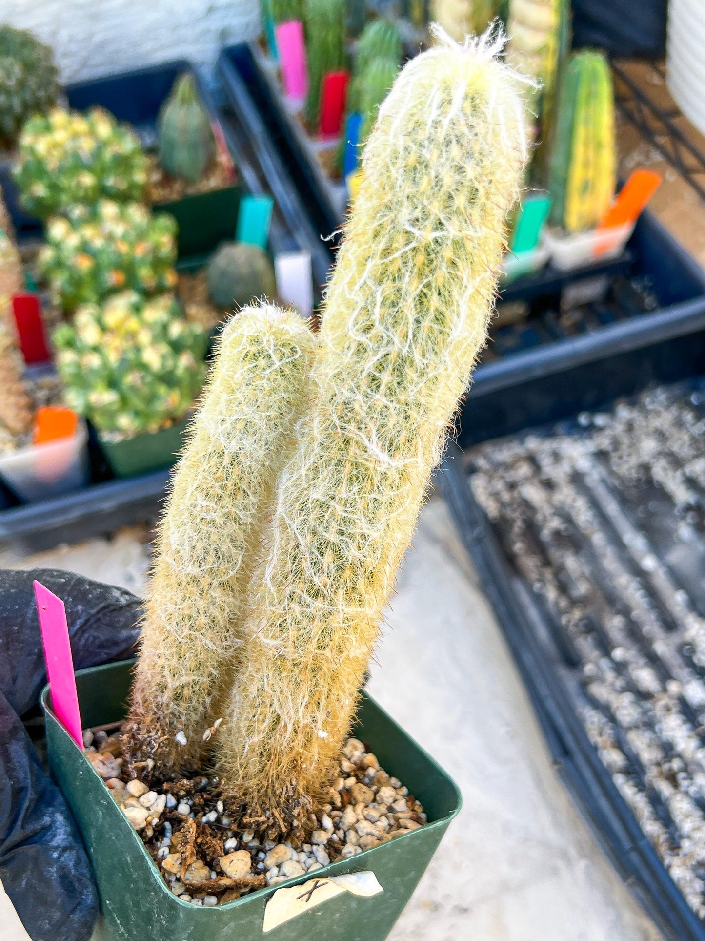 Mystery Cactus (Pink)