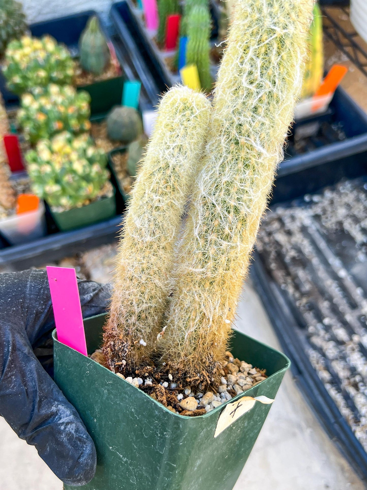 Mystery Cactus (Pink)