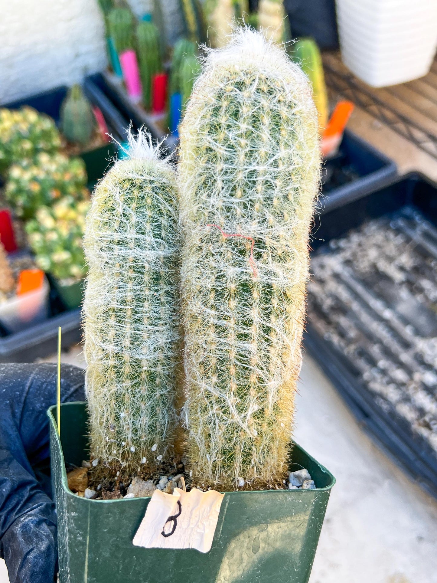 Mystery Cactus (Yellow)