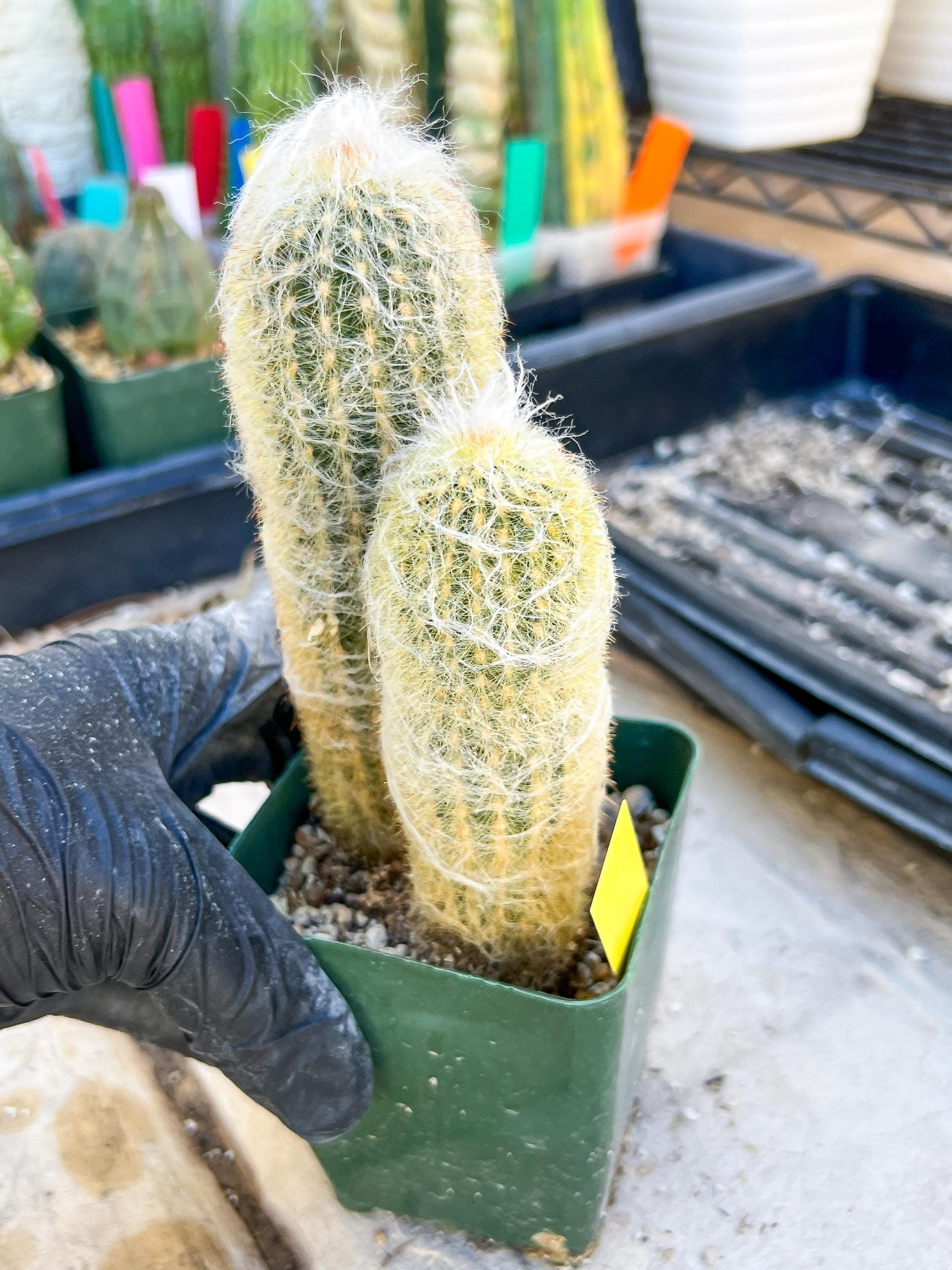 Mystery Cactus (Yellow)