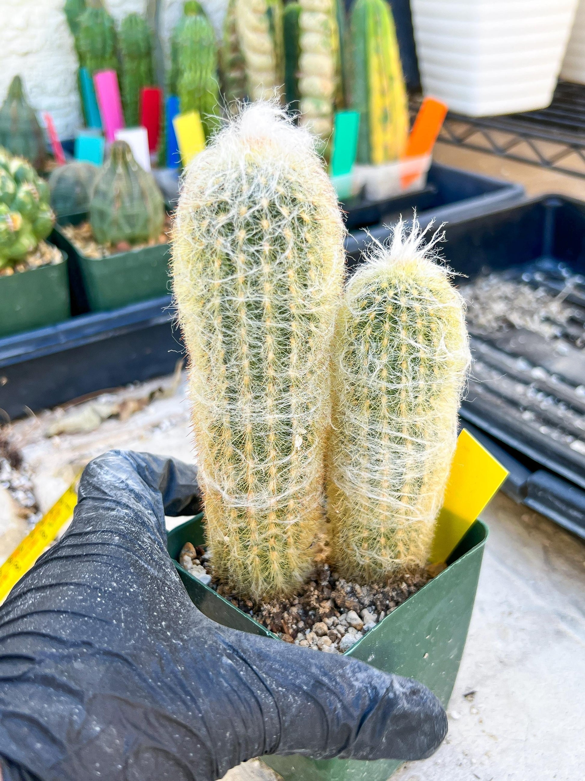 Mystery Cactus (Yellow)