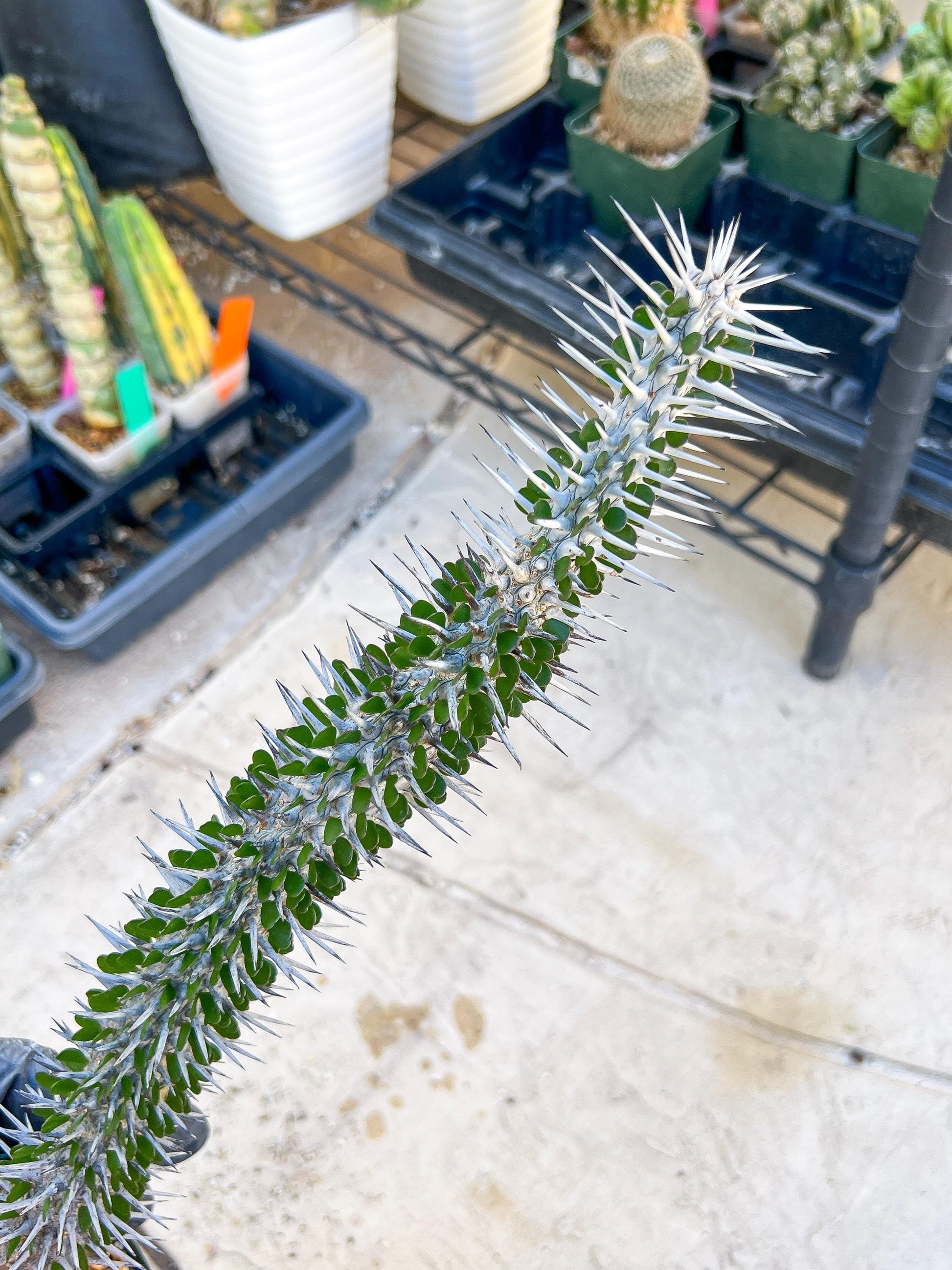 Madagascar ocotillo Alluaudia procera (G1) | 15~16+ Inch