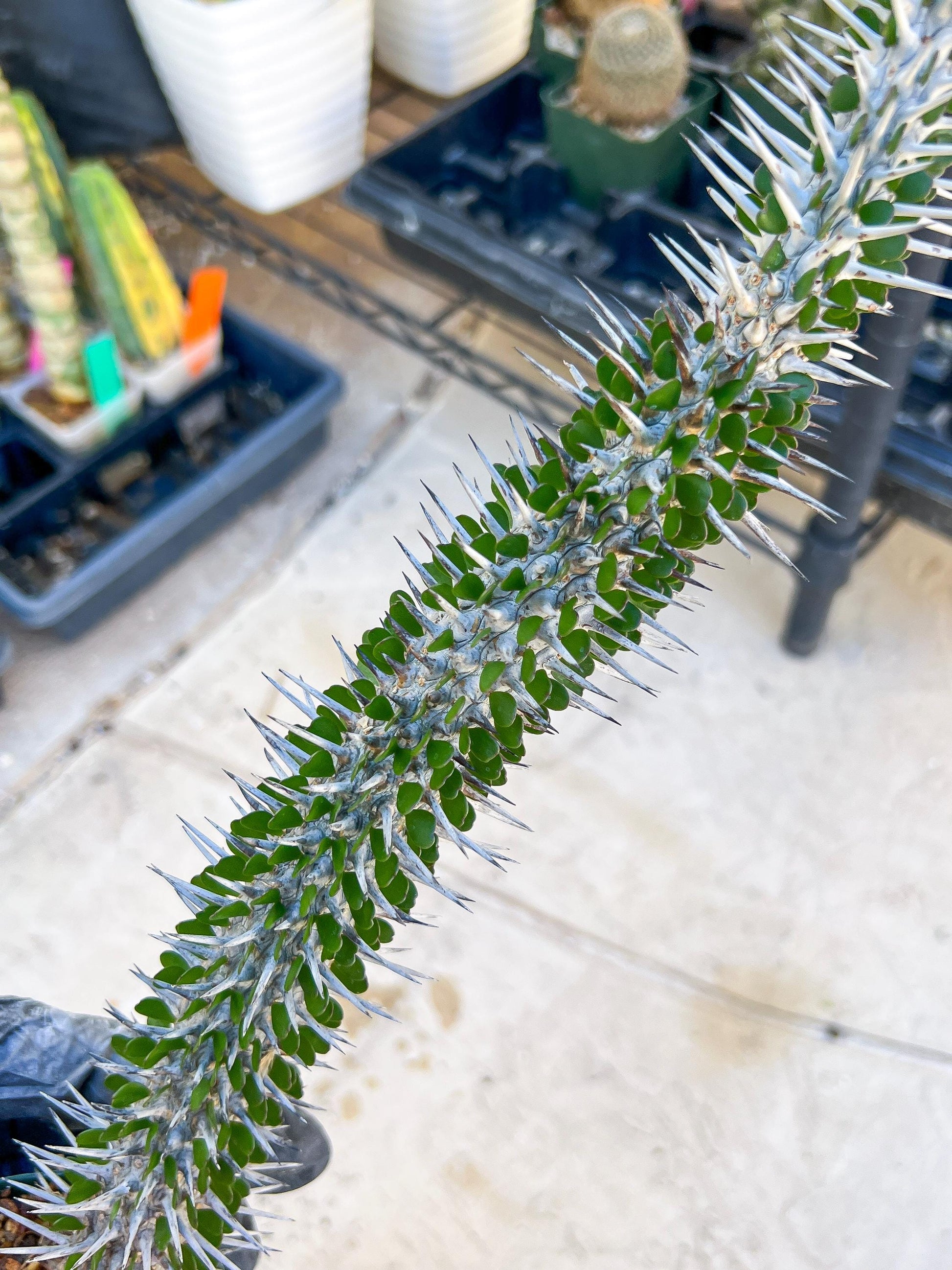 Madagascar ocotillo Alluaudia procera (G1) | 15~16+ Inch