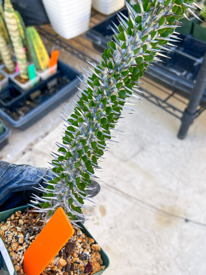 Madagascar ocotillo Alluaudia procera (G1) | 15~16+ Inch