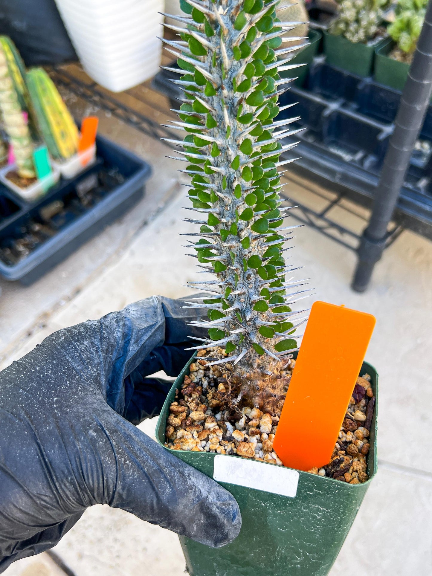 Madagascar ocotillo Alluaudia procera (G1) | 15~16+ Inch