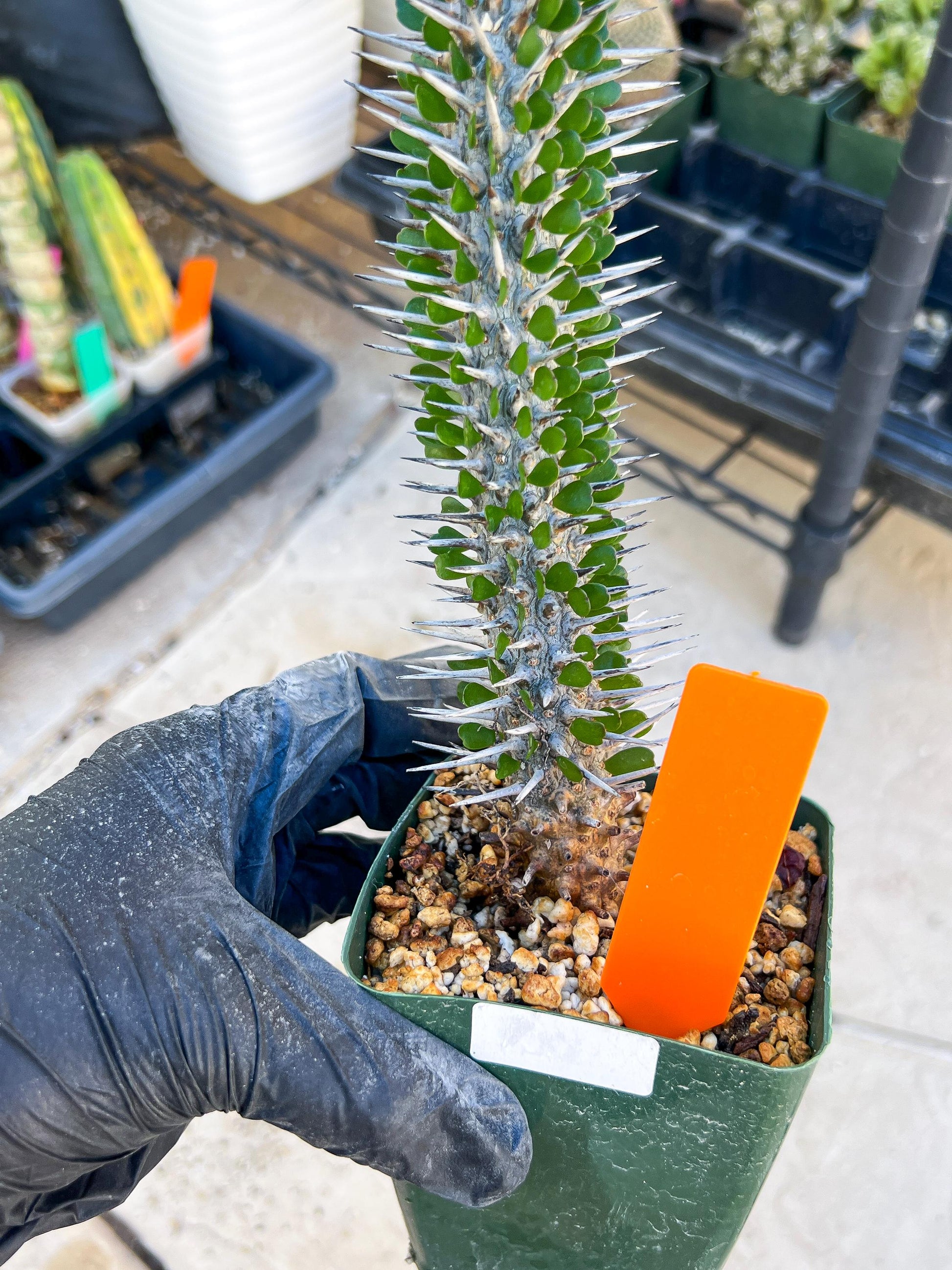Madagascar ocotillo Alluaudia procera (G1) | 15~16+ Inch