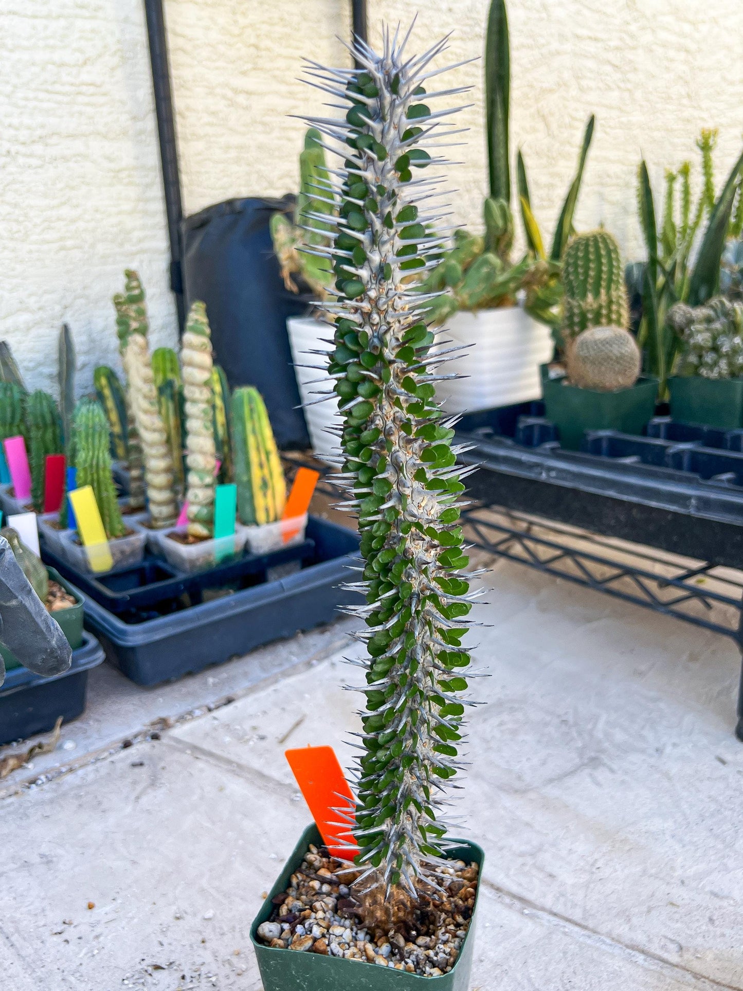 Madagascar ocotillo Alluaudia procera (G1) | 15~16+ Inch