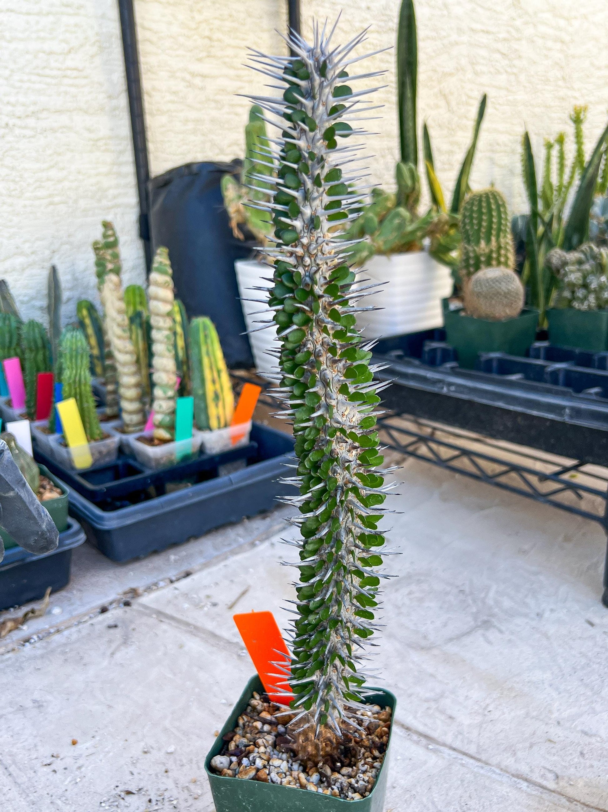 Madagascar ocotillo Alluaudia procera (G1) | 15~16+ Inch