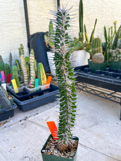 Madagascar ocotillo Alluaudia procera (G1) | 15~16+ Inch