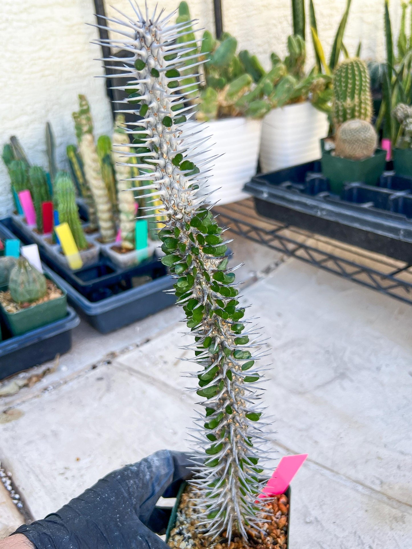 Madagascar ocotillo Alluaudia procera (G2) | Rare Imported