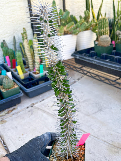 Madagascar ocotillo Alluaudia procera (G2) | Rare Imported