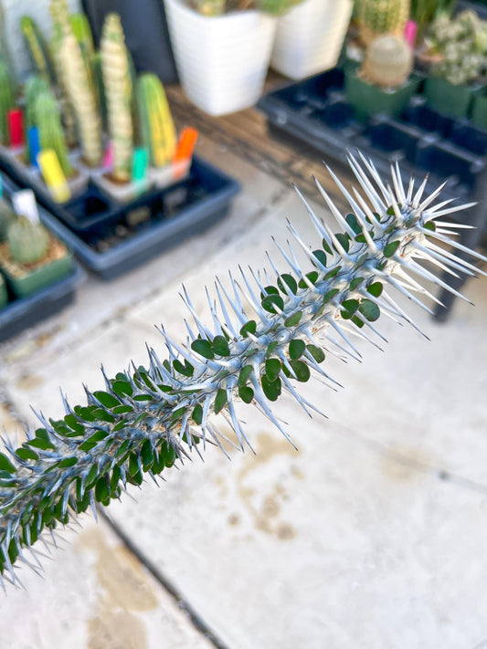 Madagascar ocotillo Alluaudia procera (G2) | Rare Imported