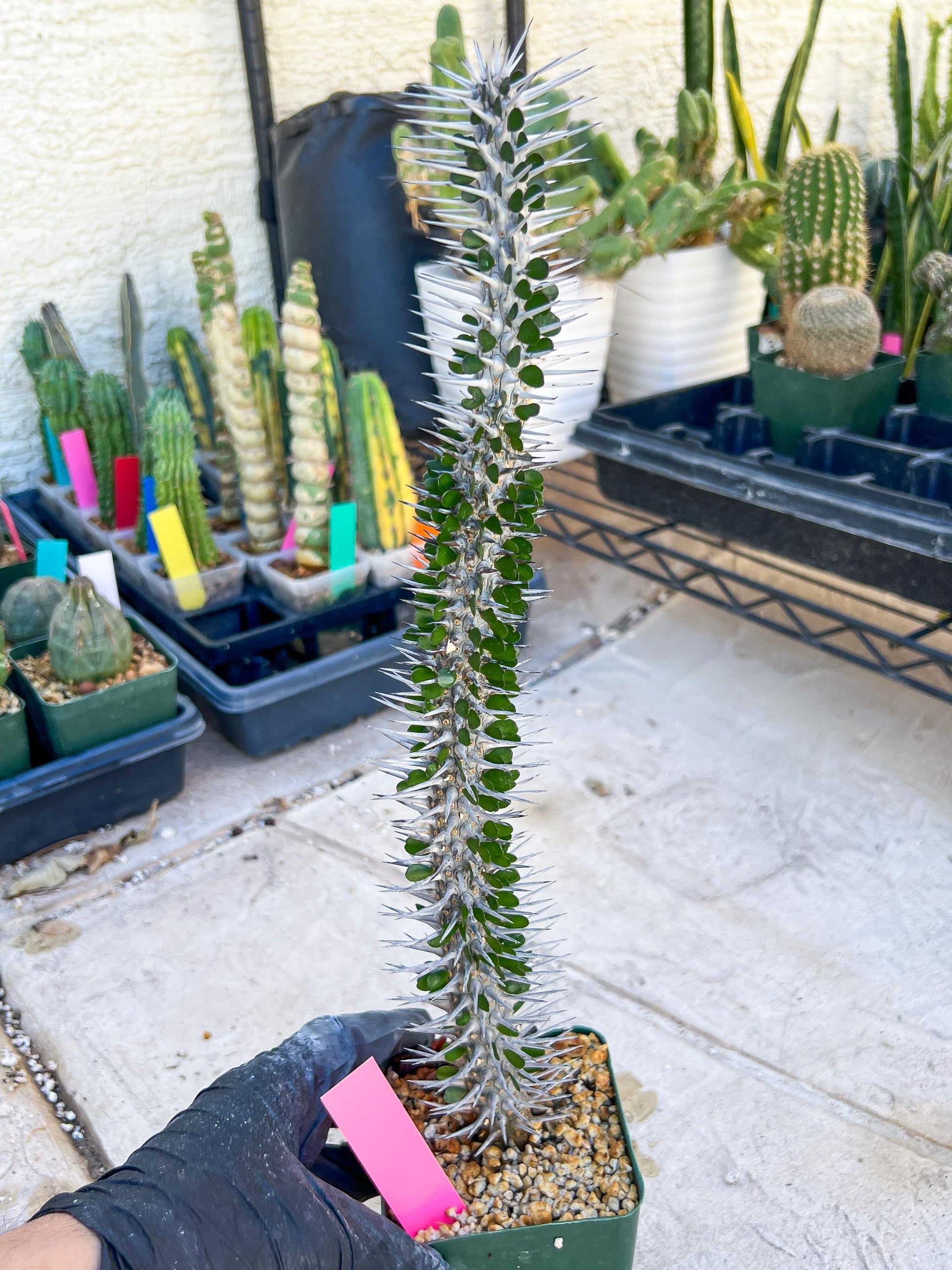 Madagascar ocotillo Alluaudia procera (G2) | Rare Imported