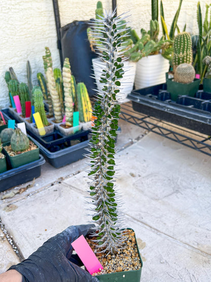 Madagascar ocotillo Alluaudia procera (G2) | Rare Imported