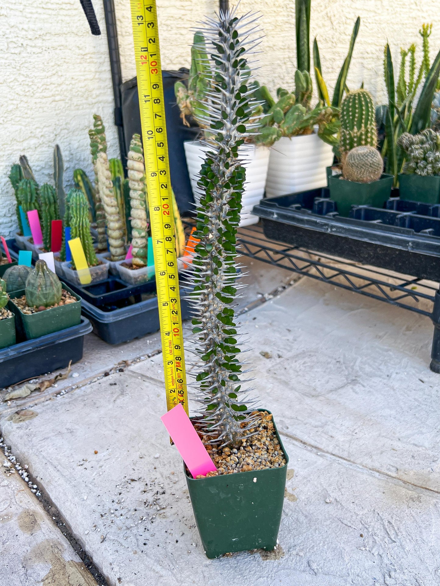 Madagascar ocotillo Alluaudia procera (G2) | Rare Imported