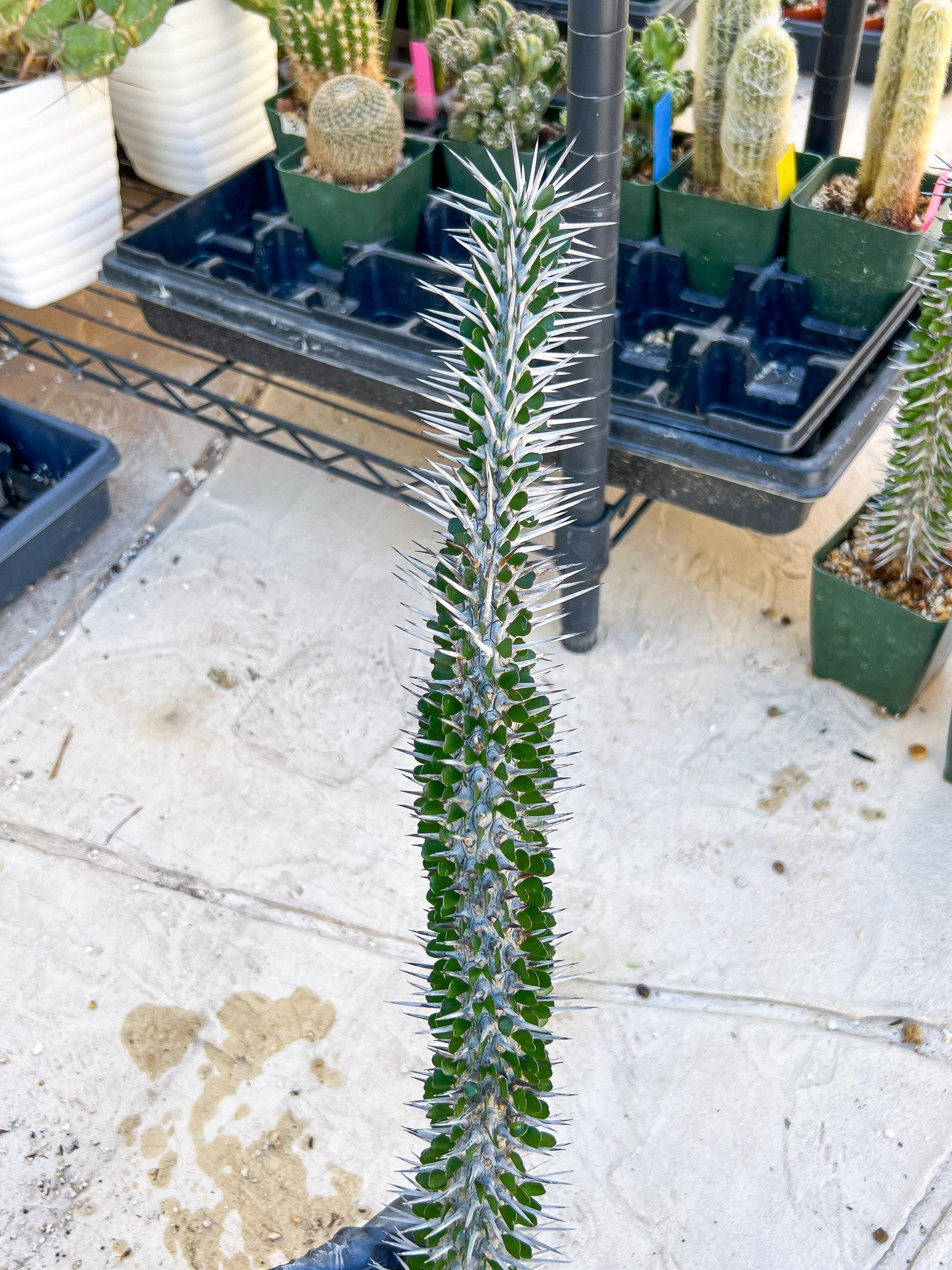 Madagascar ocotillo Alluaudia procera (Yellow) | Imported