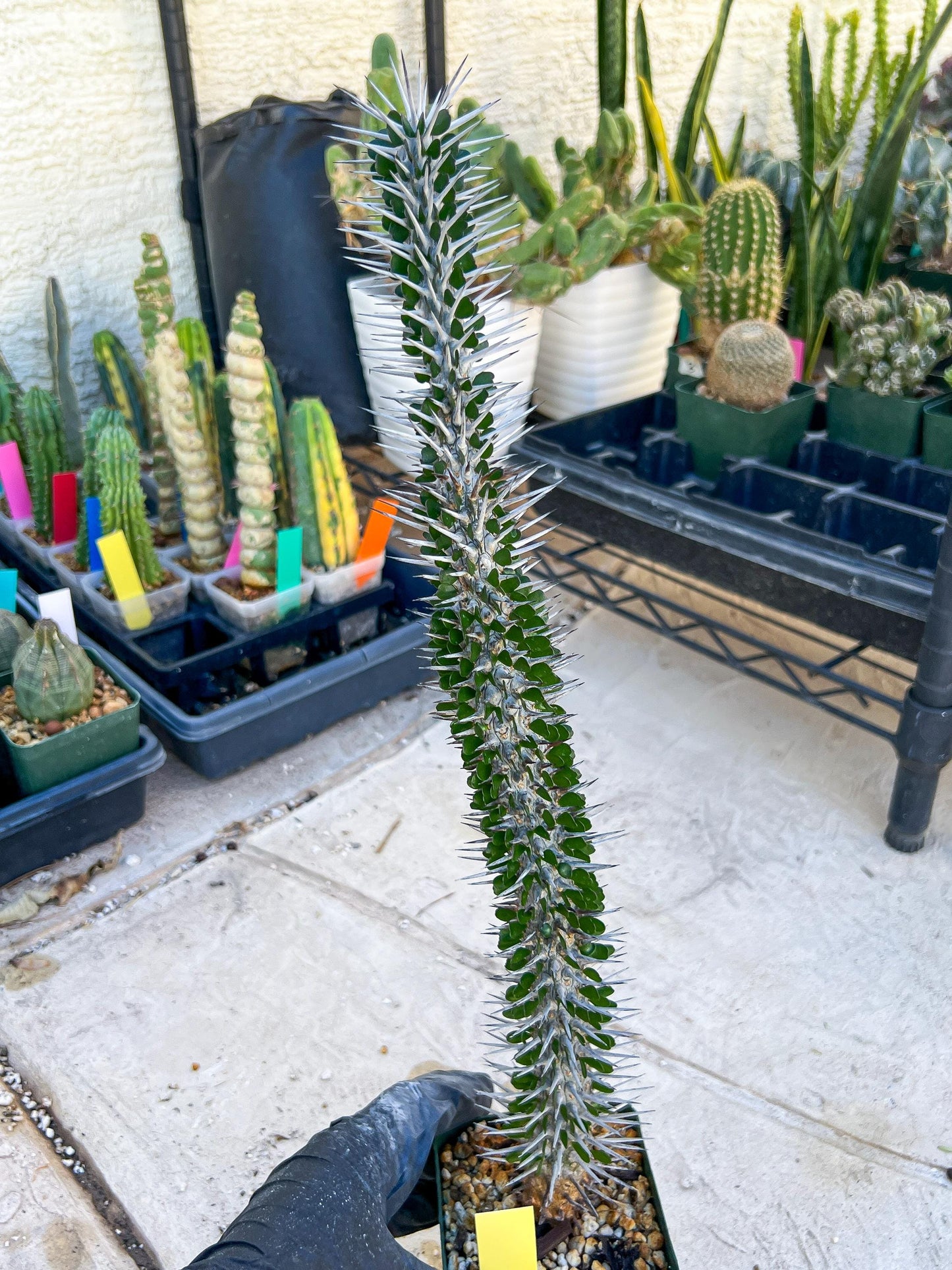 Madagascar ocotillo Alluaudia procera (Yellow) | Imported