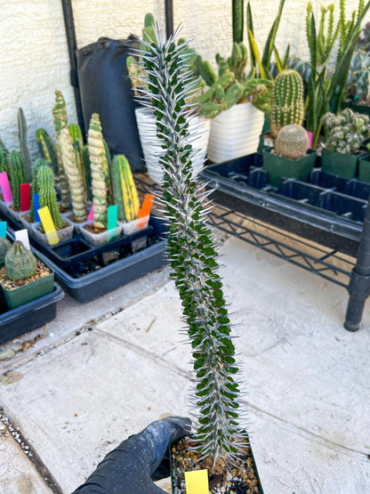 Madagascar ocotillo Alluaudia procera (Yellow) | Imported