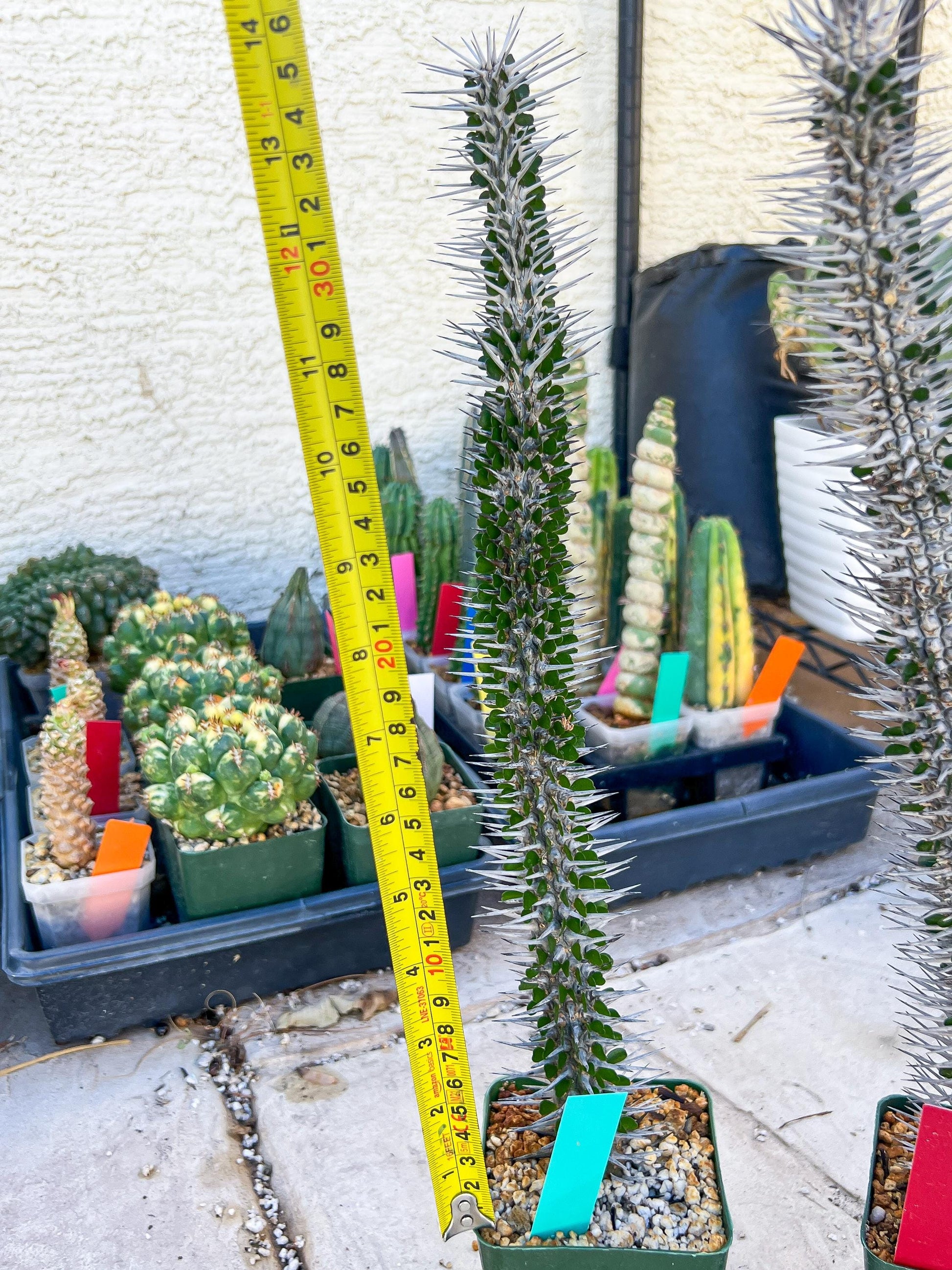 Madagascar ocotillo Alluaudia procera (Green) | Imported