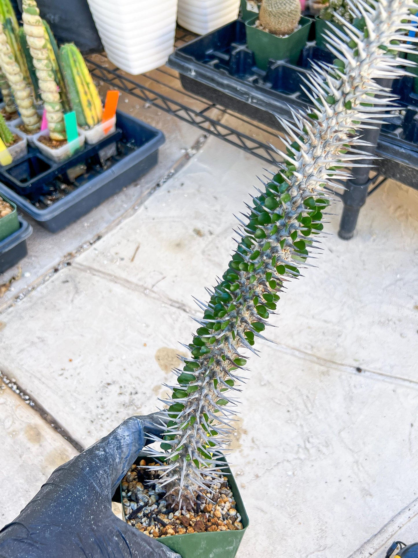 Madagascar ocotillo Alluaudia procera (Yellow) | Imported