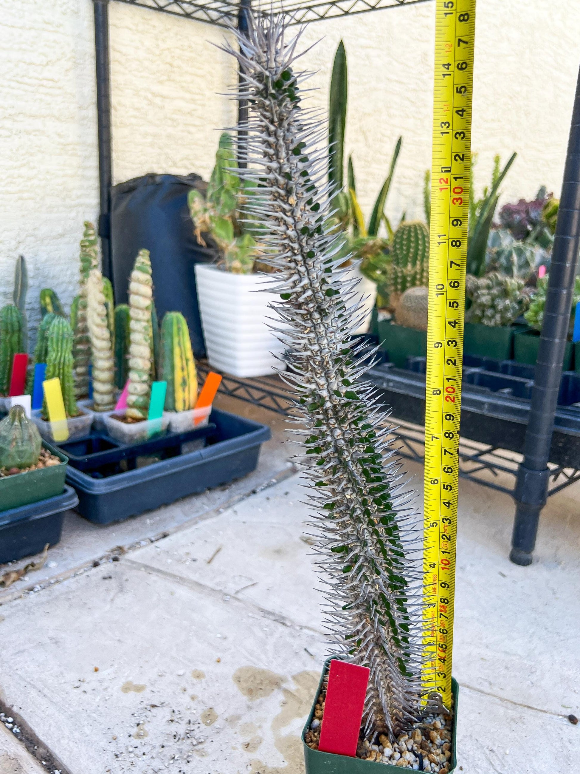 Madagascar ocotillo Alluaudia procera (Red) | Imported
