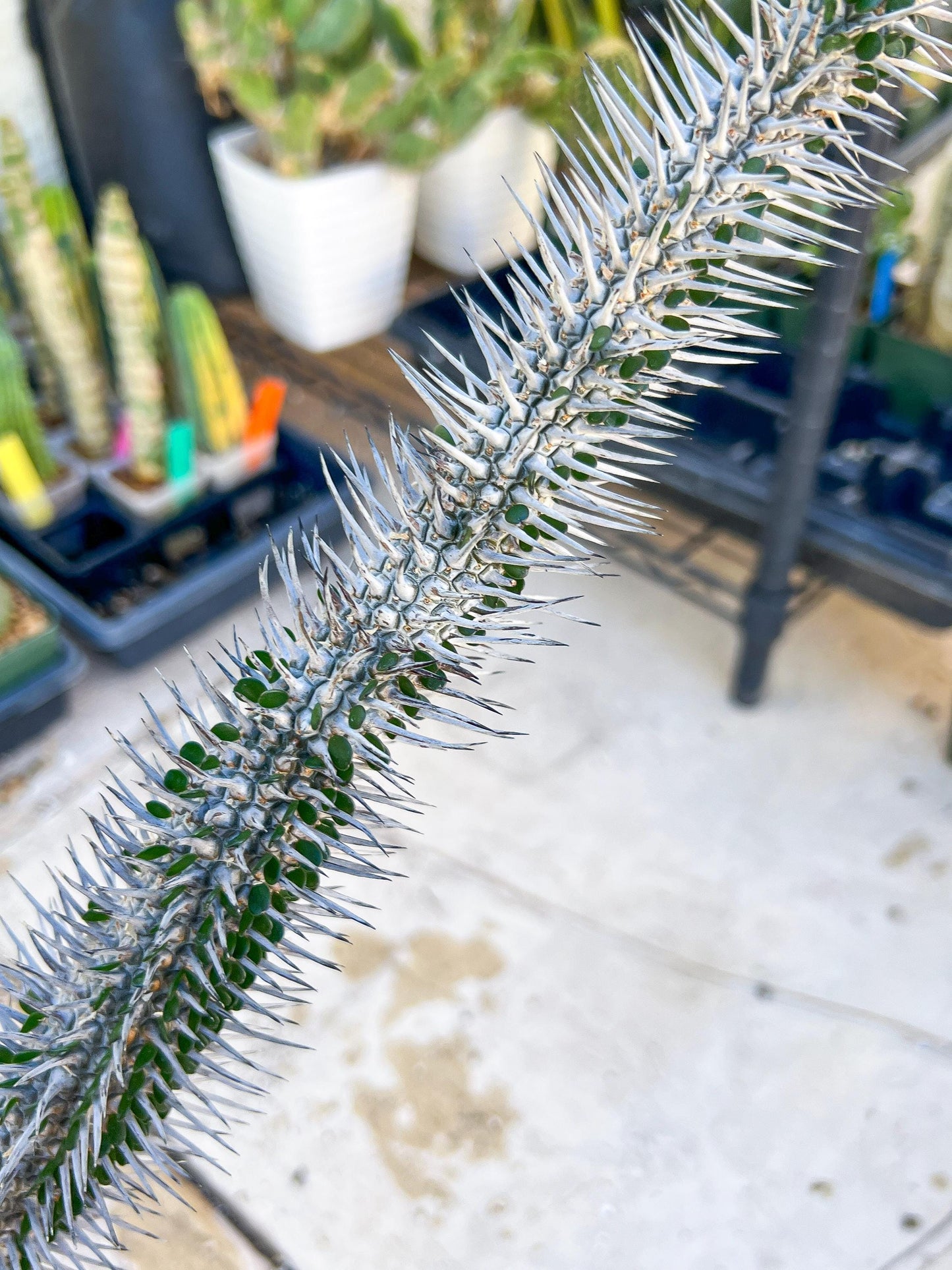 Madagascar ocotillo Alluaudia procera (Red) | Imported