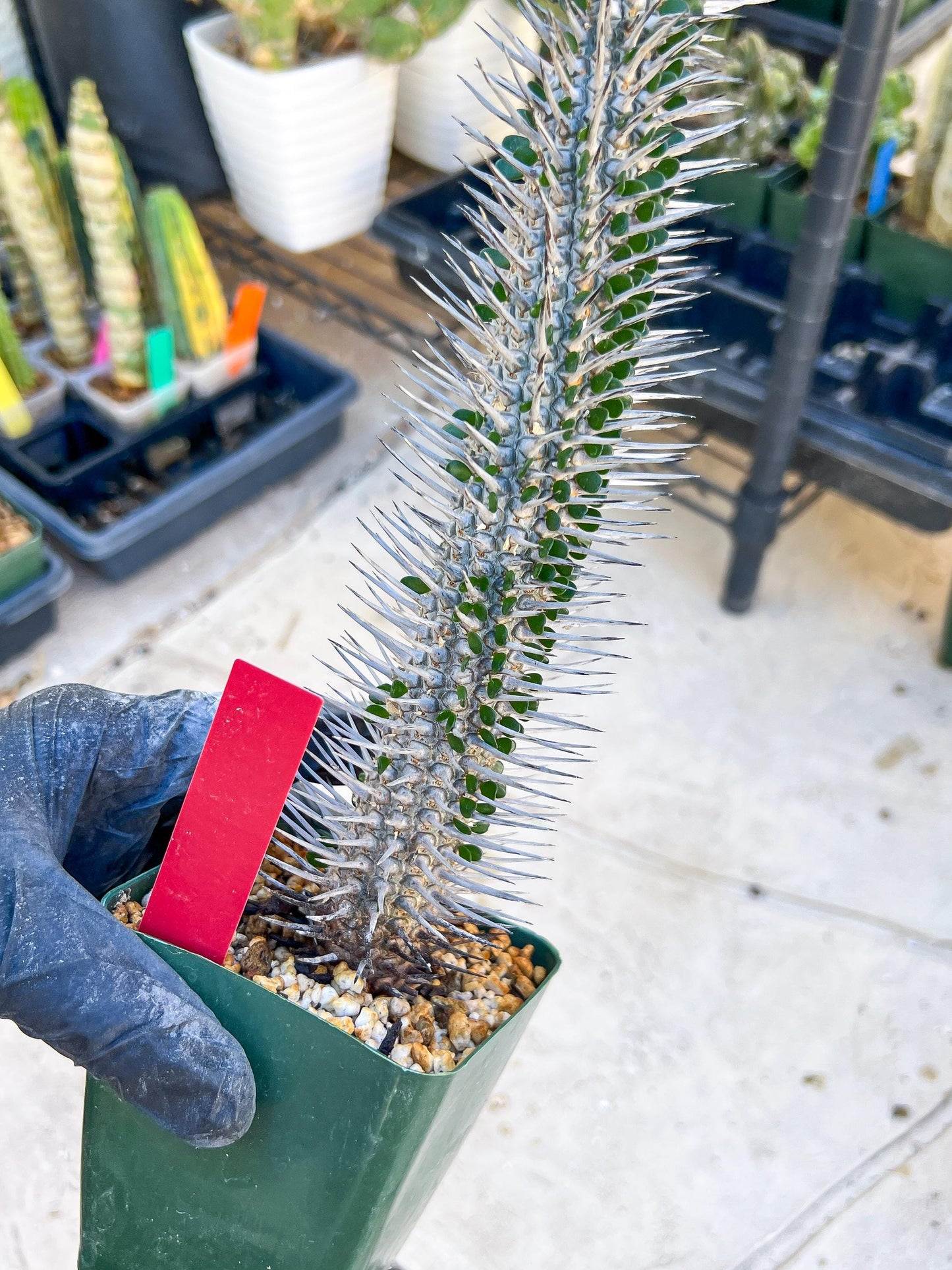 Madagascar ocotillo Alluaudia procera (Red) | Imported