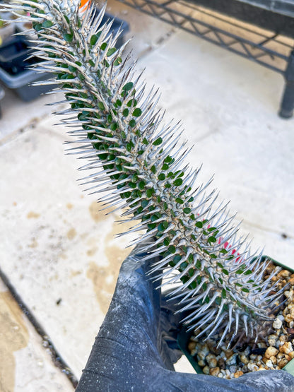 Madagascar ocotillo Alluaudia procera (Red) | Imported