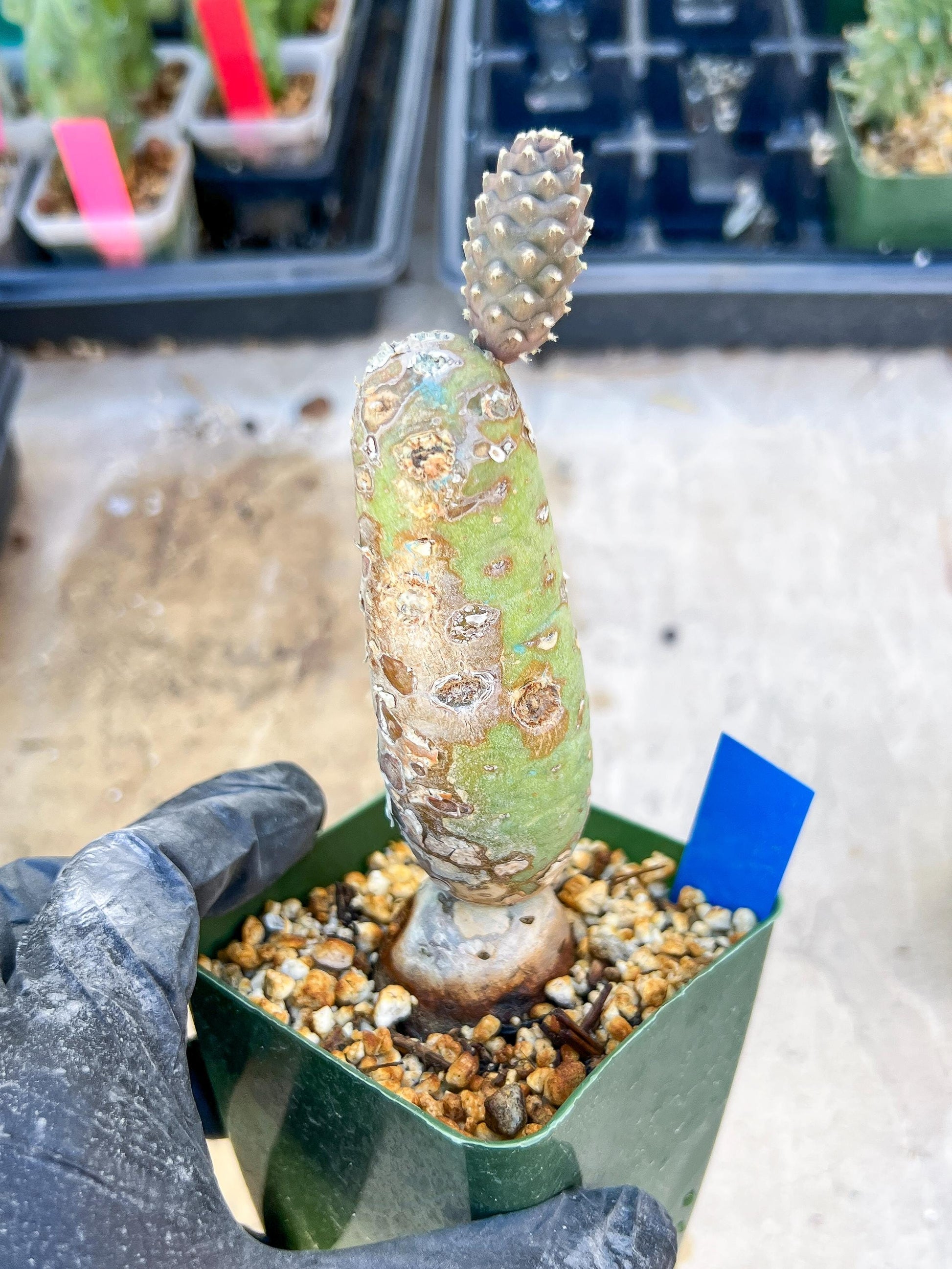 Tephrocactus articulatus (Blue) | DMG from Shipping