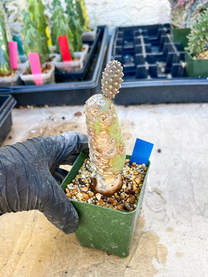 Tephrocactus articulatus (Blue) | DMG from Shipping