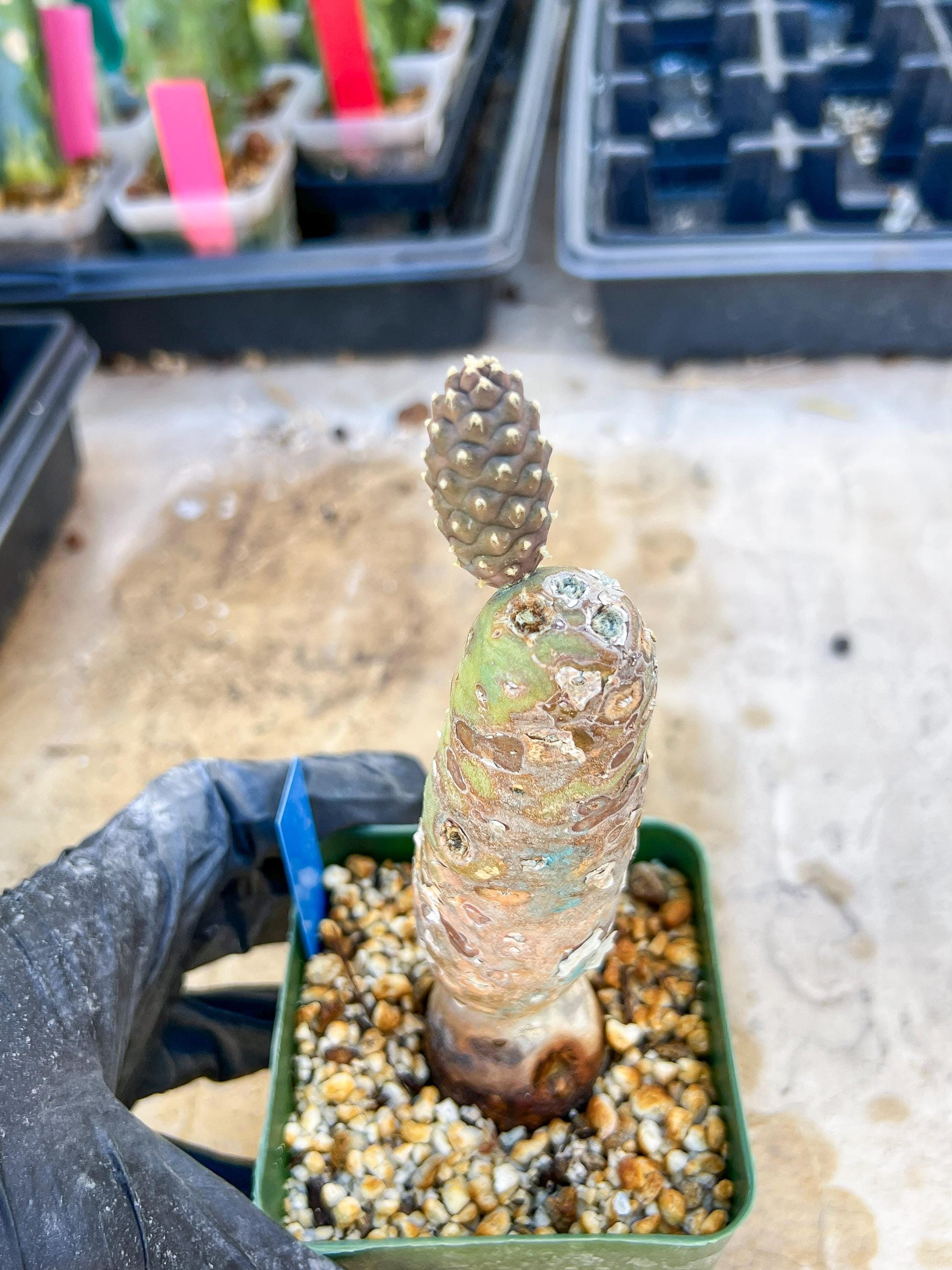 Tephrocactus articulatus (Blue) | DMG from Shipping