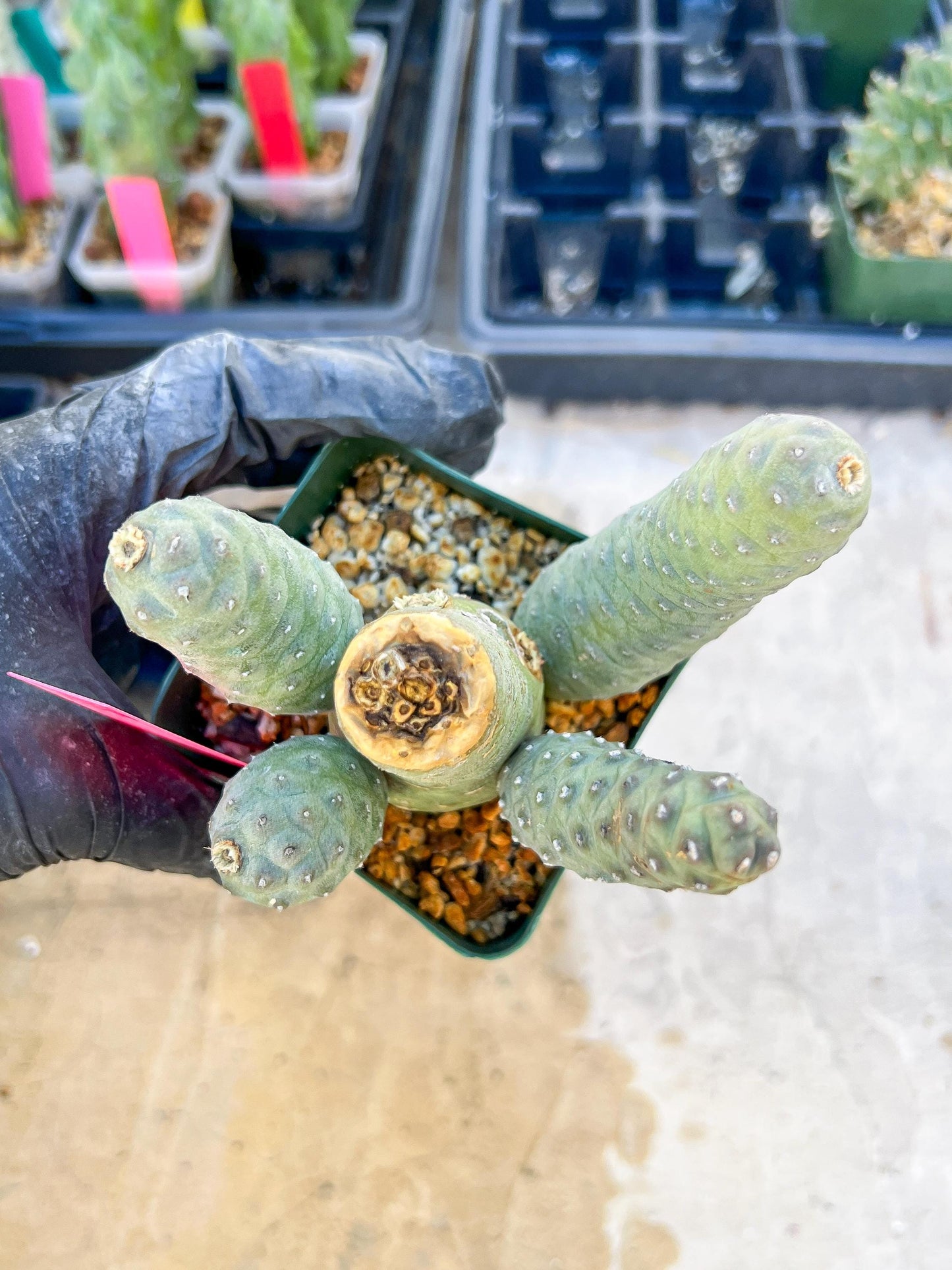 Rare Tephrocactus articulatus (Pink) | DMG from Shipping