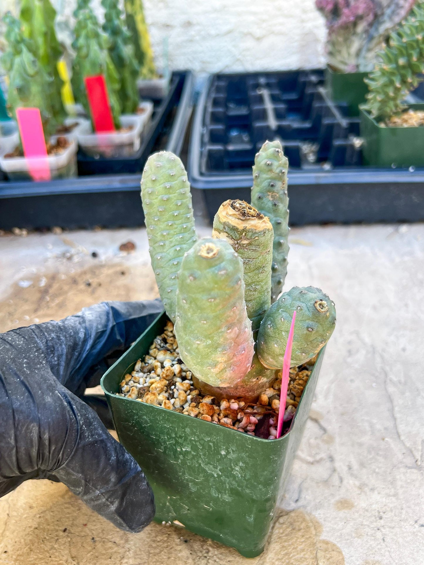 Rare Tephrocactus articulatus (Pink) | DMG from Shipping