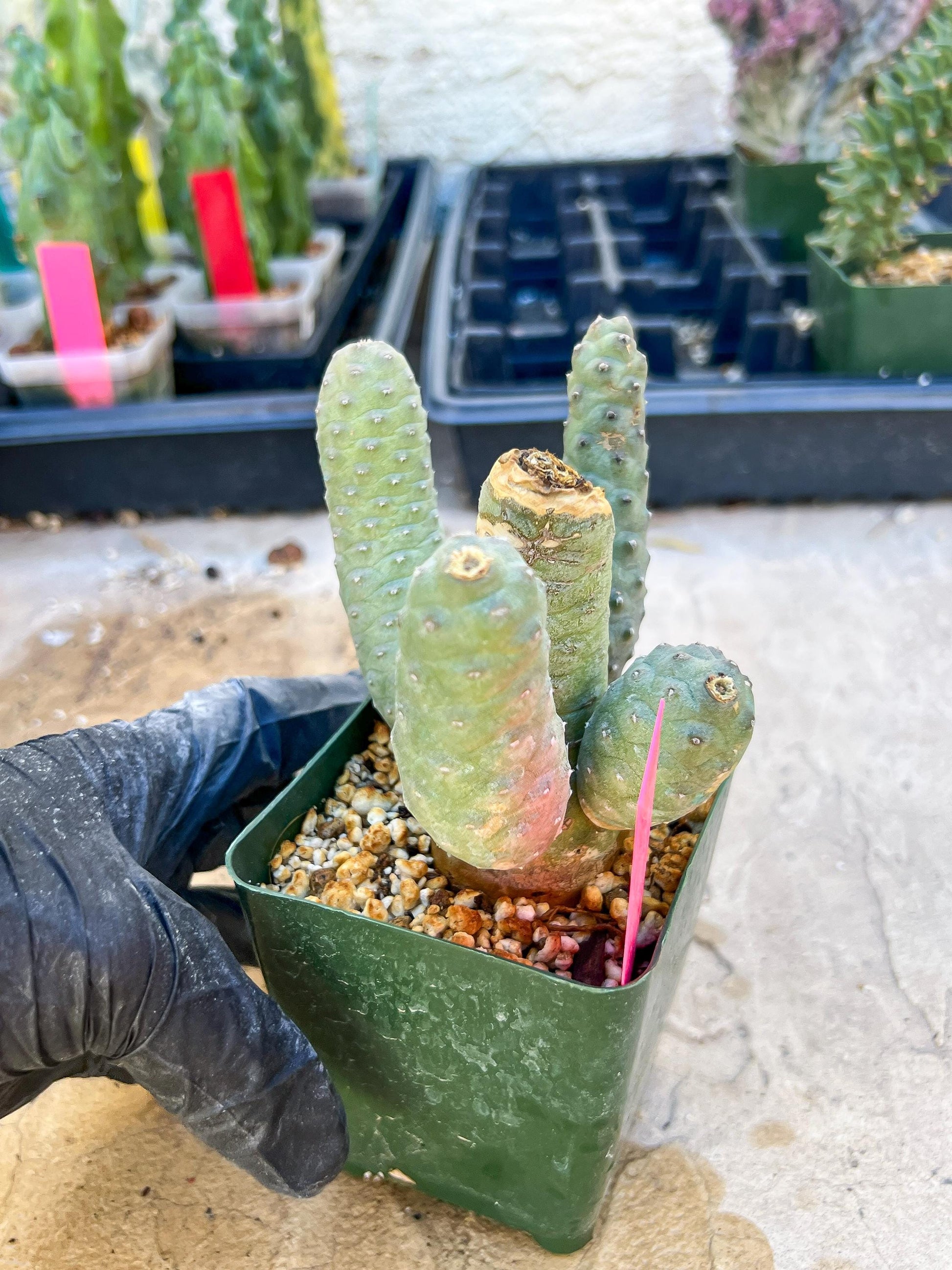 Rare Tephrocactus articulatus (Pink) | DMG from Shipping