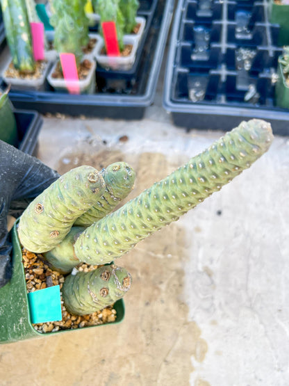 Rare Tephrocactus articulatus (Green) | DMG from Shipping