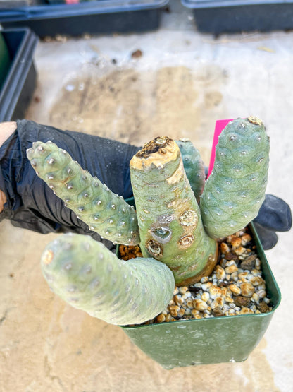 Rare Tephrocactus articulatus (Pink) | DMG from Shipping