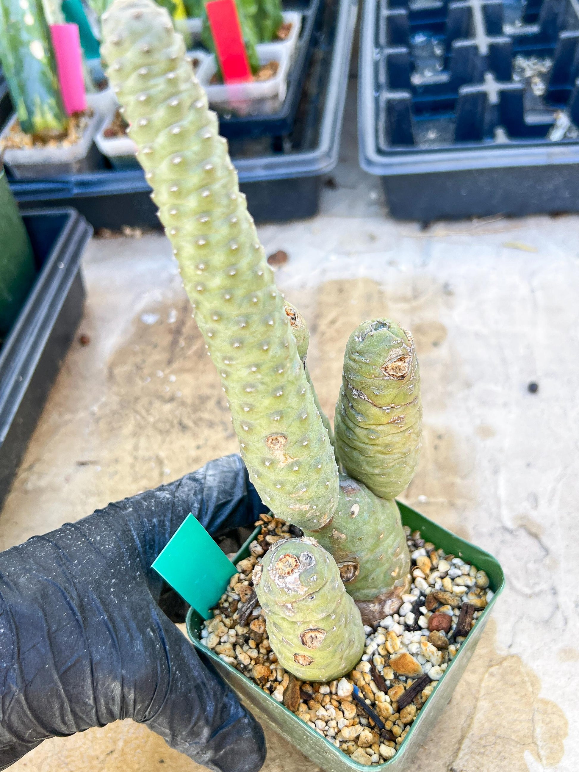 Rare Tephrocactus articulatus (Green) | DMG from Shipping