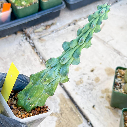 Boobie Cactus (SMYellow) | Myrtillocactus geometrizans