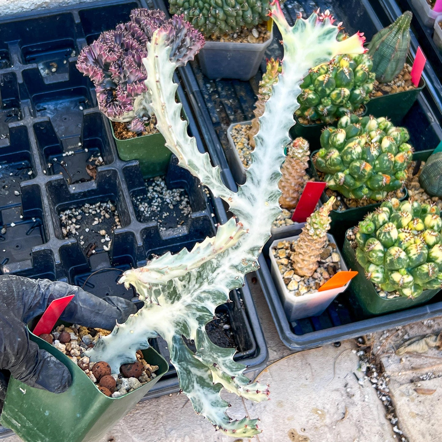 Large Euphorbia Lactea (Red) | Imported Cactus