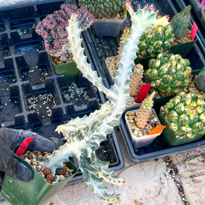 Large Euphorbia Lactea (Red) | Imported Cactus