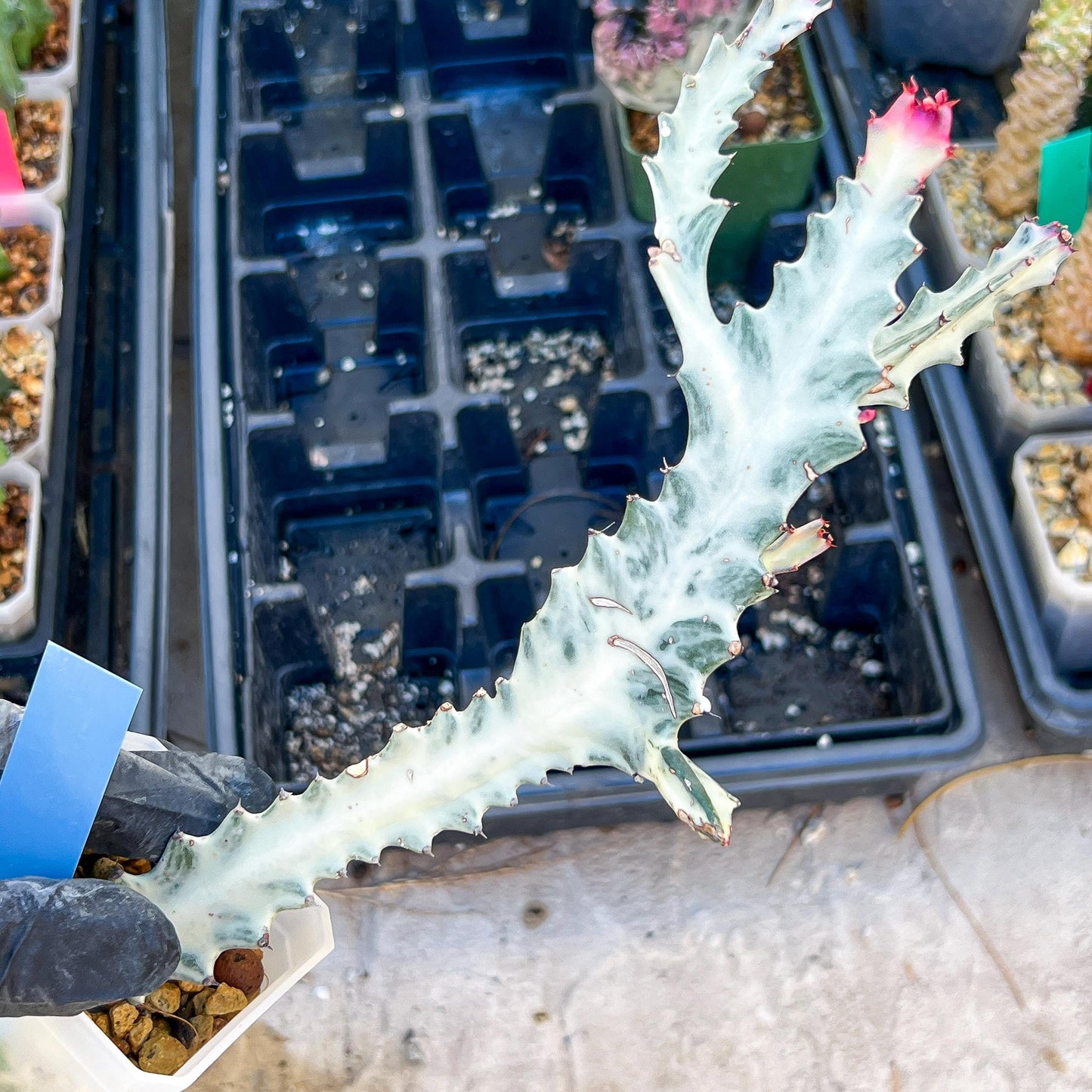 Large Euphorbia Lactea (G2) | Imported Cactus | Rare Succulent