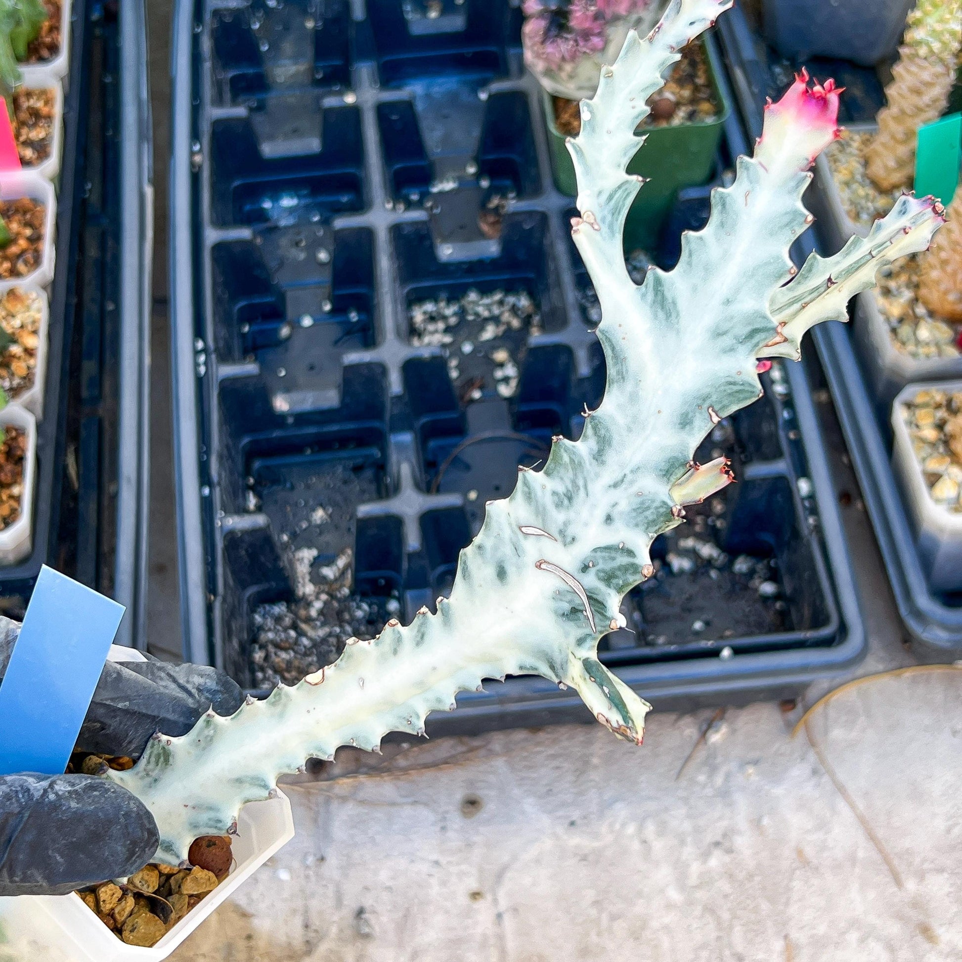 Large Euphorbia Lactea (G2) | Imported Cactus | Rare Succulent