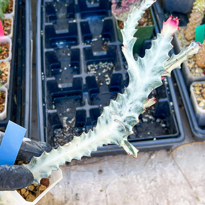 Large Euphorbia Lactea (G2) | Imported Cactus | Rare Succulent